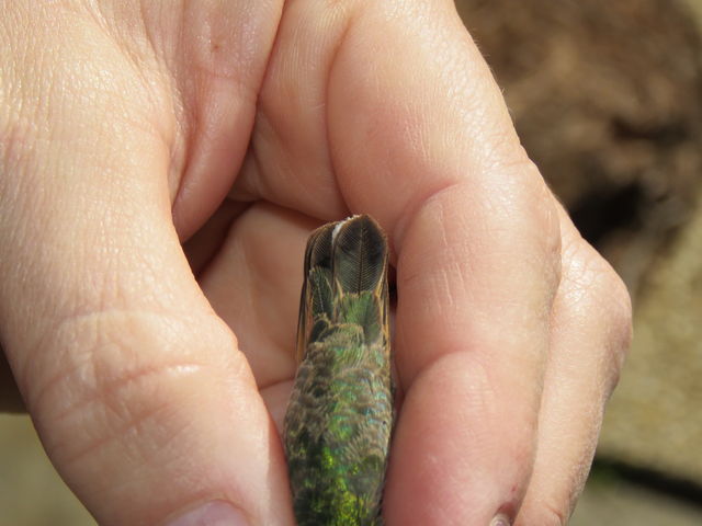 Calliope Hummingbird