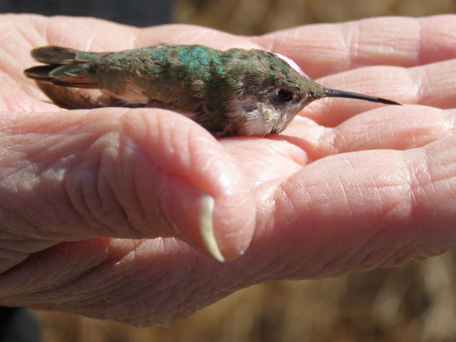 Calliope Hummingbird