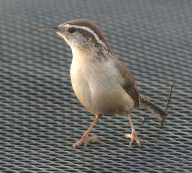 Carolina Wren