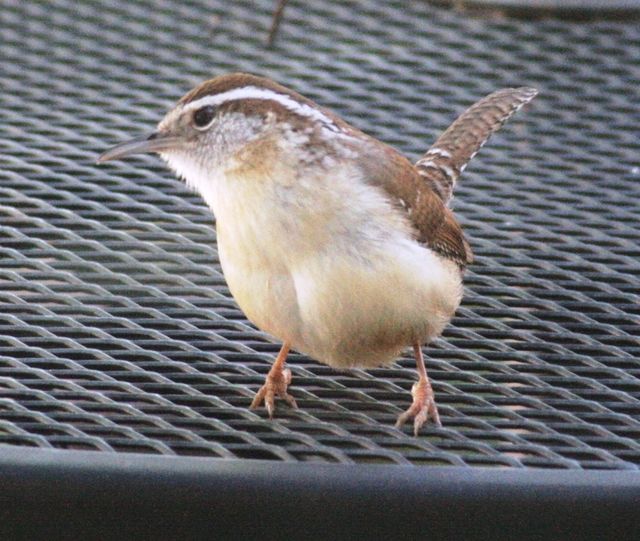 Carolina Wren