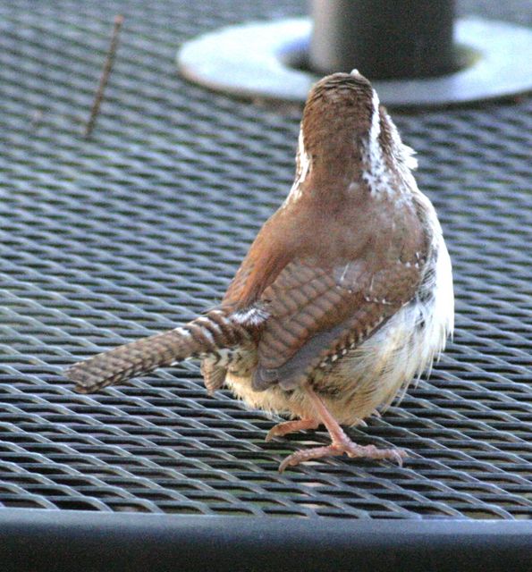 Carolina Wren