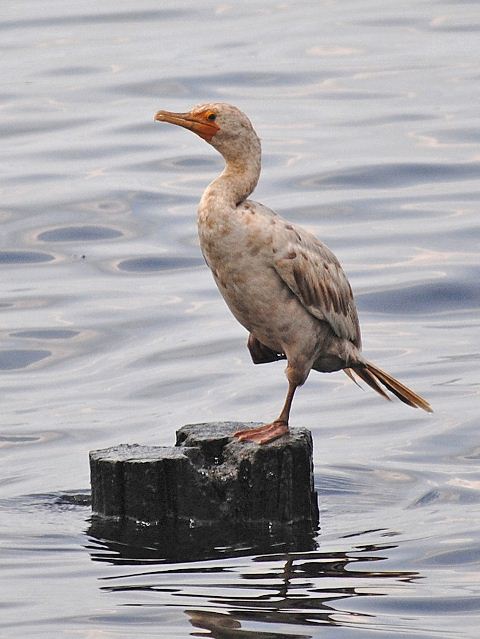 Double-crested Cormorant