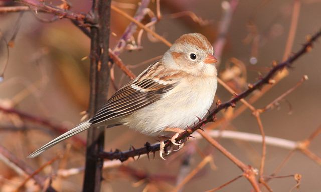 Field Sparrow