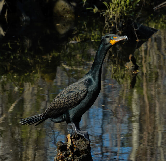 Double-crested Cormorant