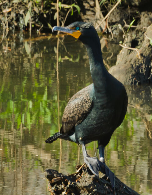 Double-crested Cormorant