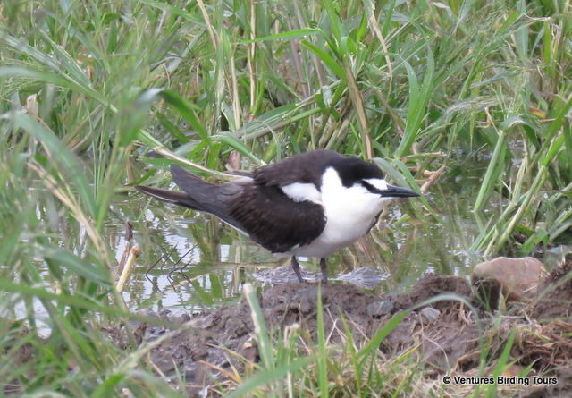 Sooty Tern