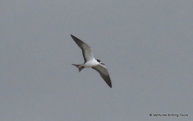 Sooty Tern