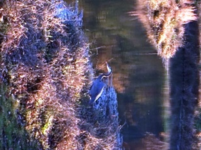 Great Blue Heron