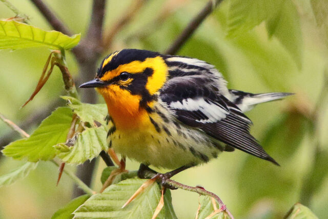 Blackburnian Warbler