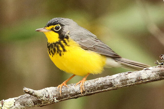 Canada Warbler