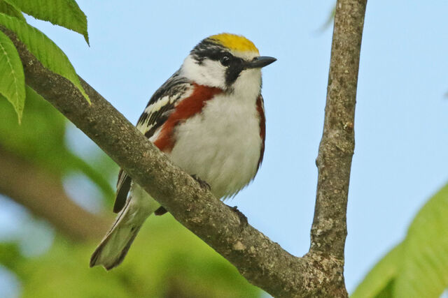 Chestnut-sided Warbler