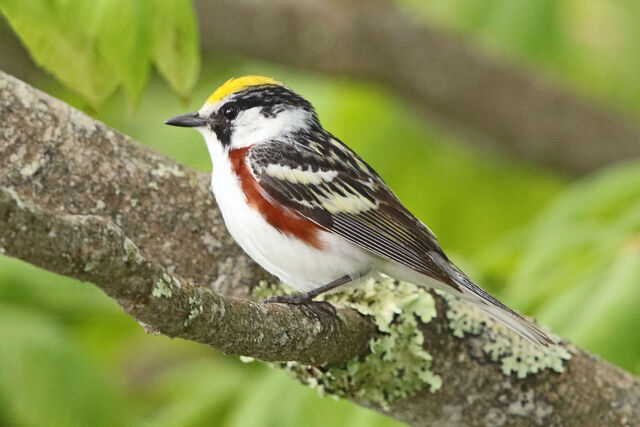 Chestnut-sided Warbler