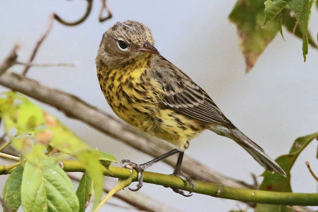 Kirtland's Warbler