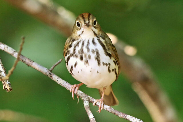 Ovenbird