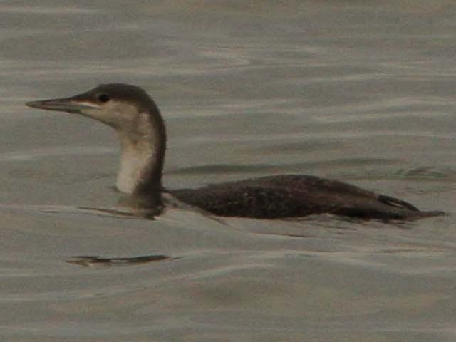 Loon