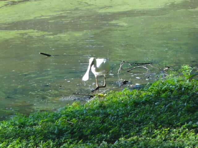 Roseate Spoonbill