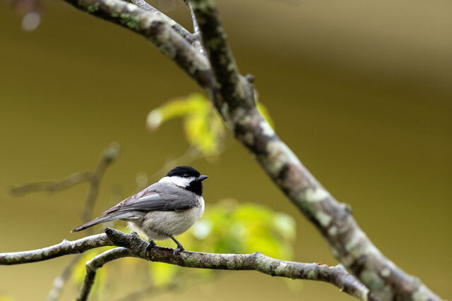 Carolina Chickadee