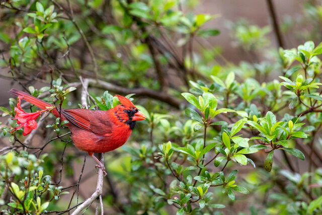 Northern Cardinal