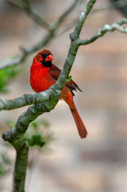 Northern Cardinal