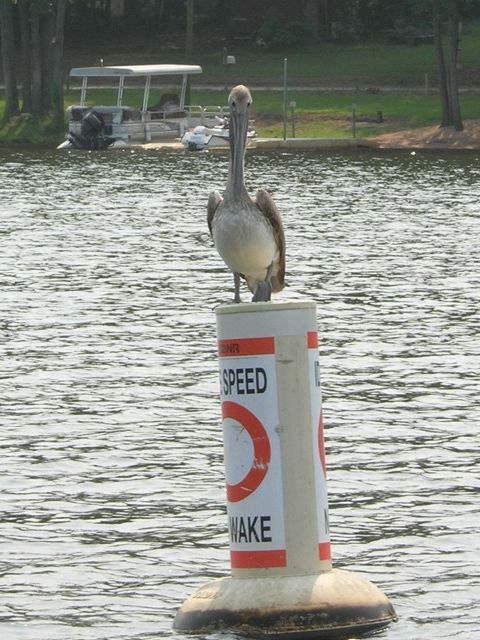 Brown Pelican