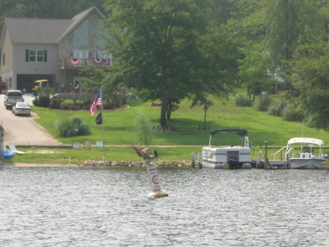 Brown Pelican