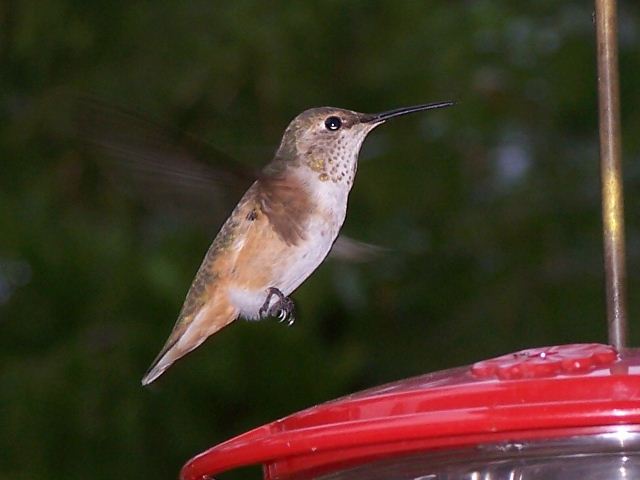 Rufous Hummingbird