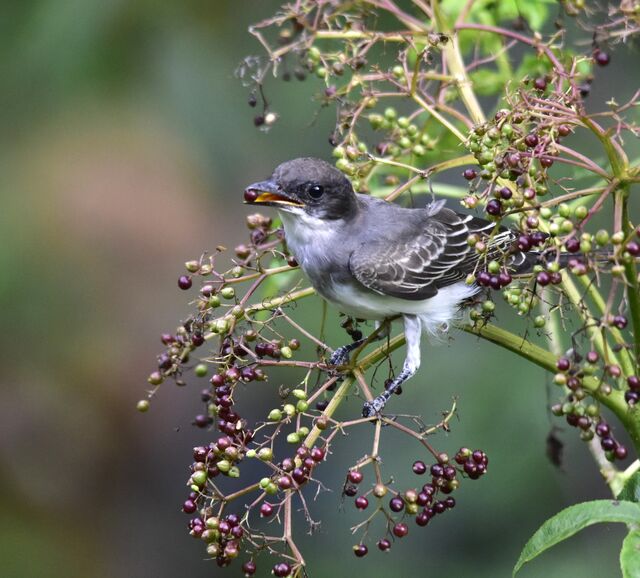 Eastern Kingbird