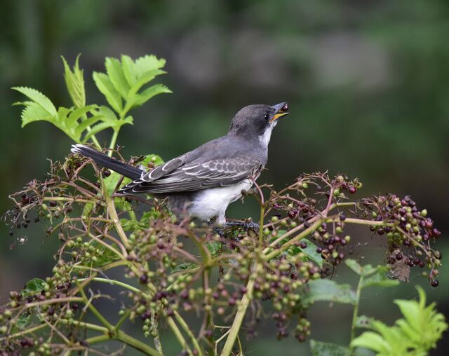 Eastern Kingbird