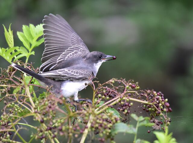 Eastern Kingbird