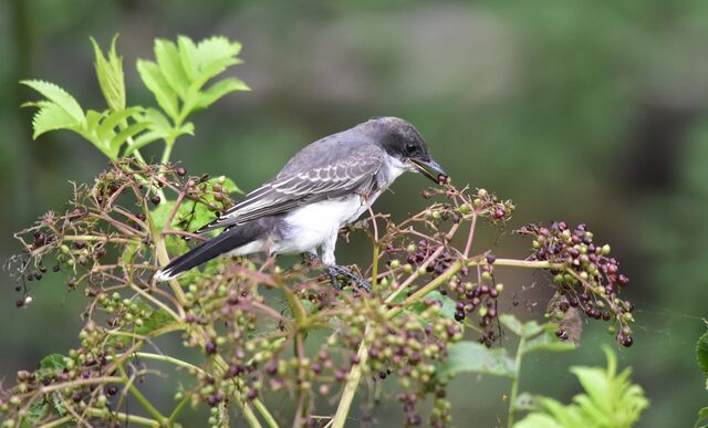 Eastern Kingbird