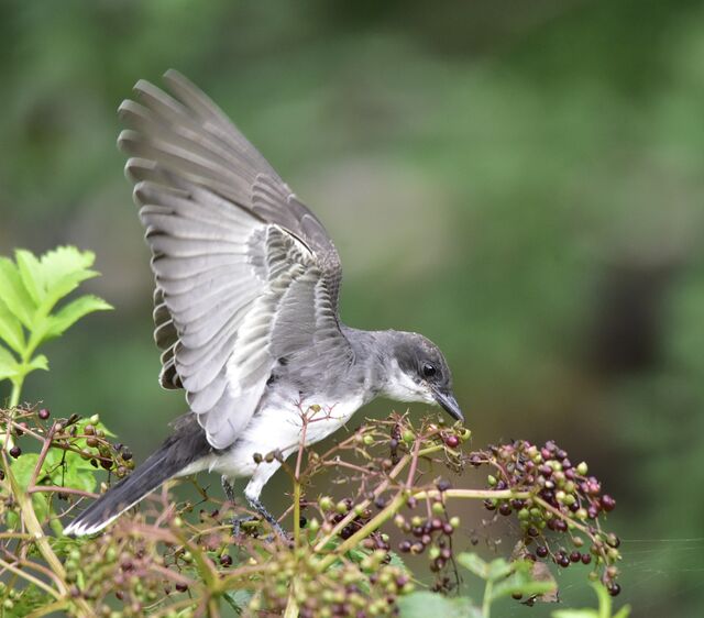 Eastern Kingbird