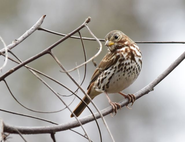 Fox Sparrow