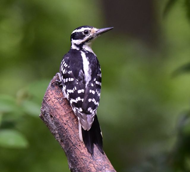 Hairy Woodpecker