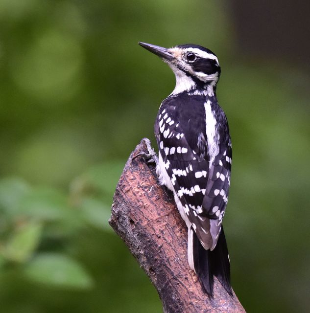 Hairy Woodpecker