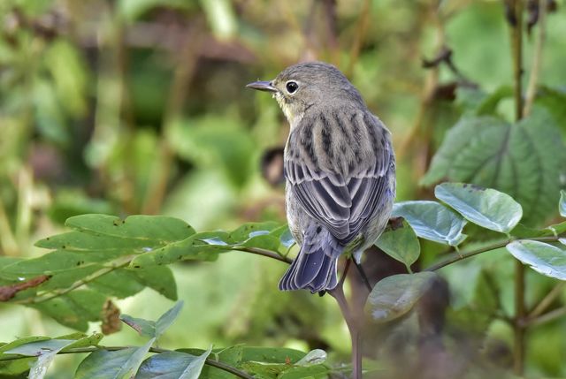 Kirtland's Warbler