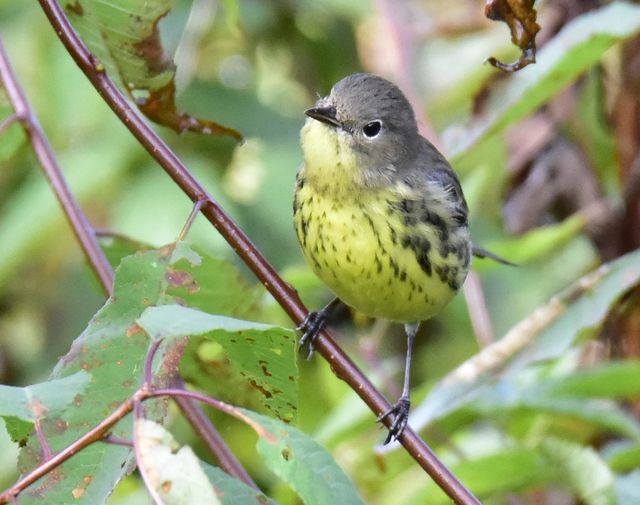 Kirtland's Warbler