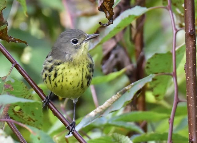 Kirtland's Warbler