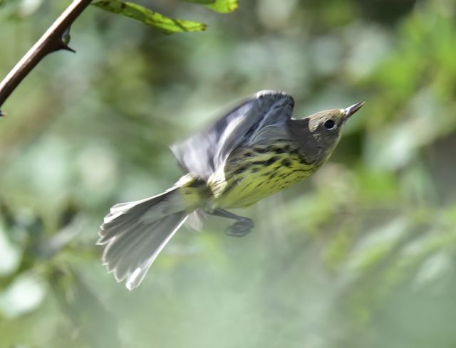 Kirtland's Warbler