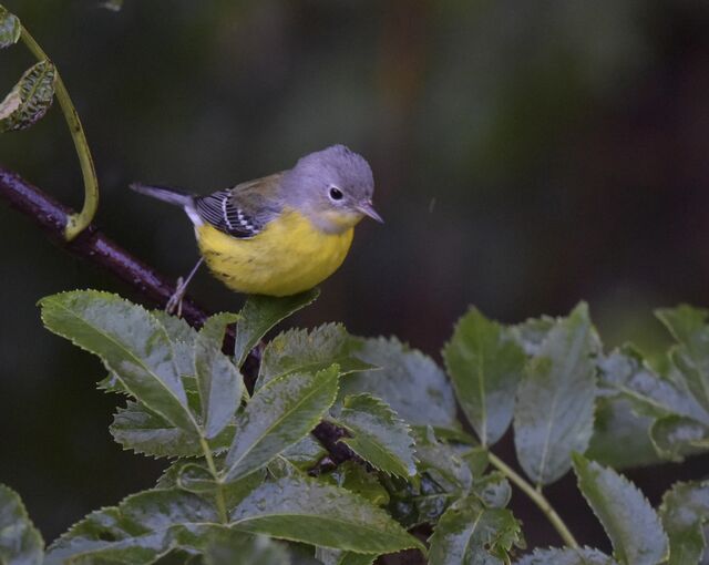 Magnolia Warbler