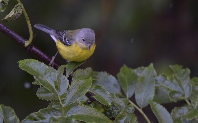 Magnolia Warbler