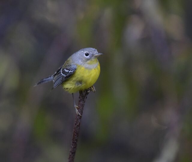 Magnolia Warbler