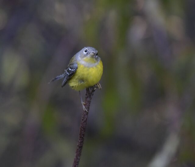 Magnolia Warbler