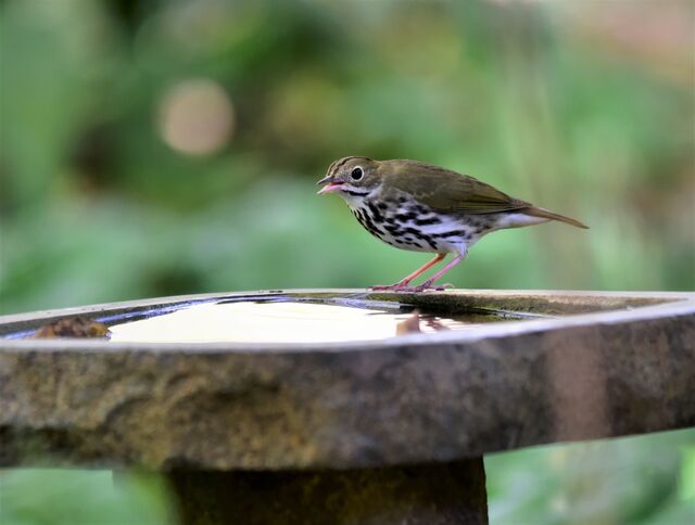 Ovenbird