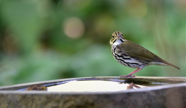 Ovenbird