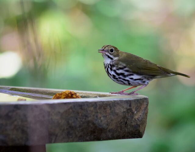 Ovenbird