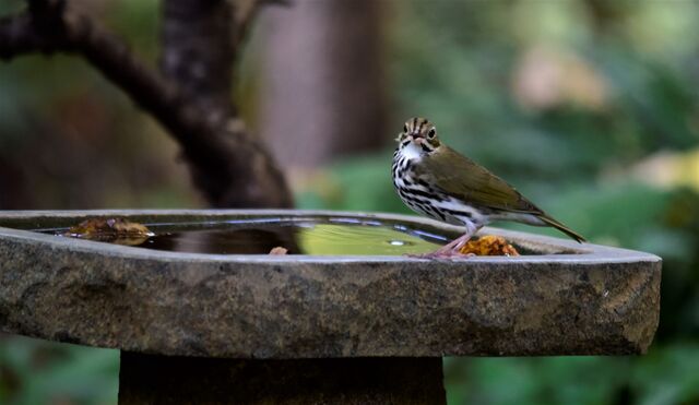 Ovenbird