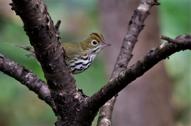 Ovenbird