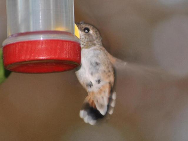 <i>Selasphorus</i> Hummingbird