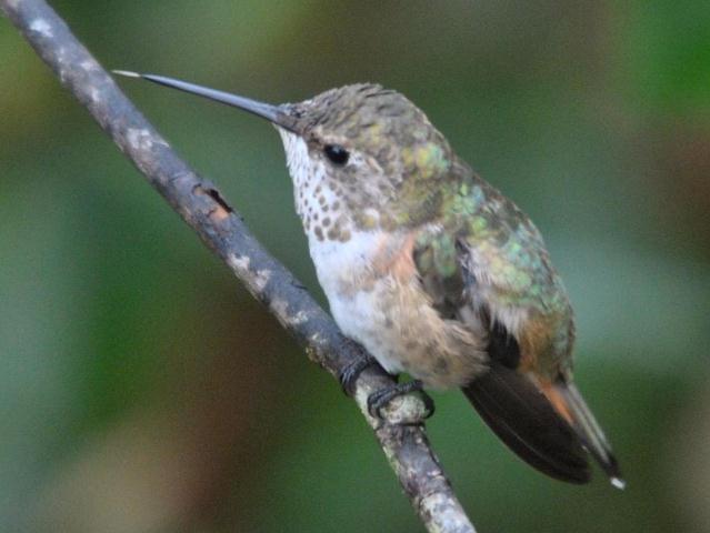 <i>Selasphorus</i> Hummingbird