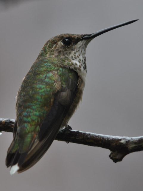 <i>Selasphorus</i> Hummingbird